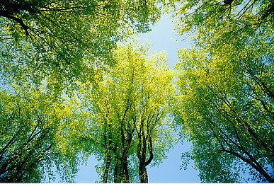 《魔法使之夜》久远寺有珠角色预告公开 游戏12月8日发售